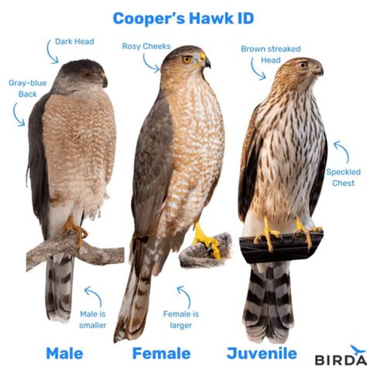 Poker's Hawk And Master Of Deception