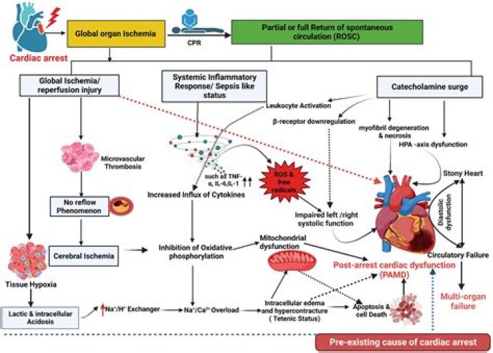 Unraveling The Arrest And Its Impact